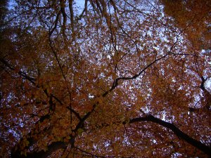 Baudine Hiemstra, herfst, november 2009